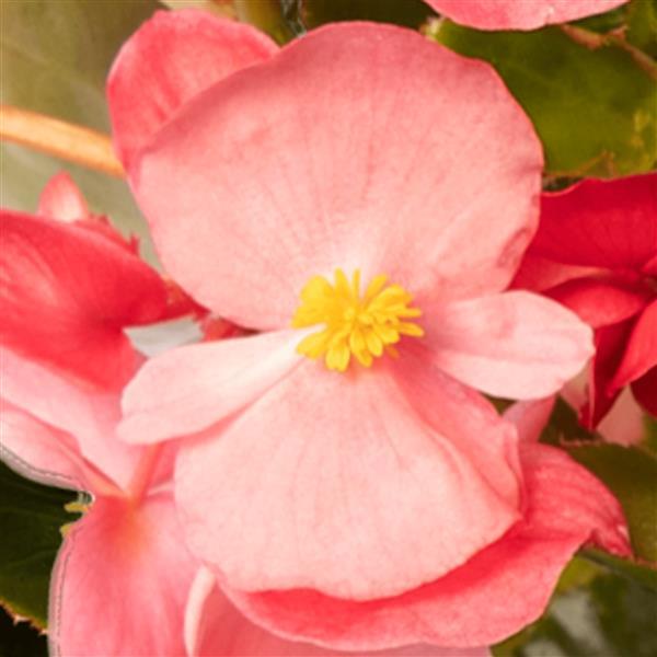 Begonia Bionic Pink Green Leaf - Bloom