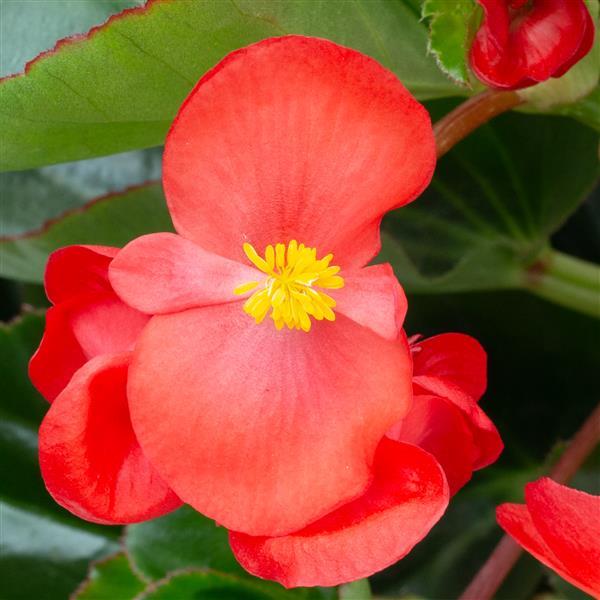 Begonia Bionic Red Green Leaf - Bloom