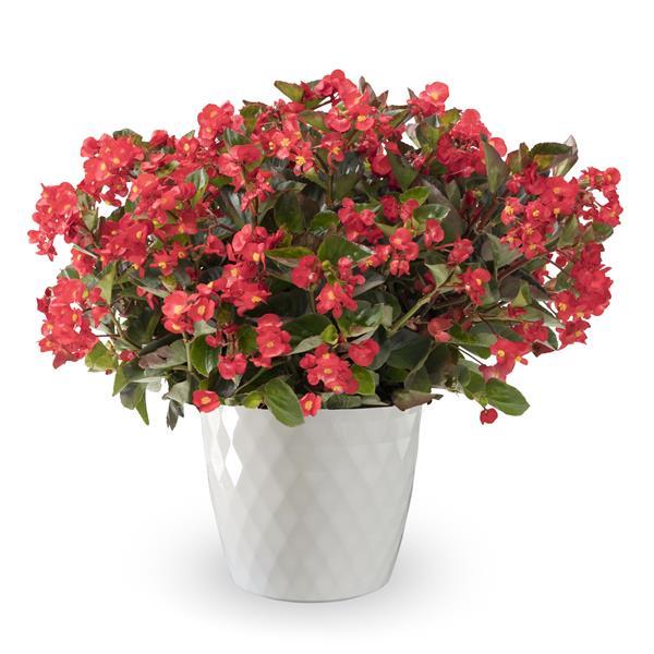 Begonia Bionic Red Green Leaf - Container