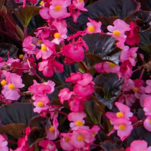 Begonia Stonehedge Rose Bronze Leaf - Bloom