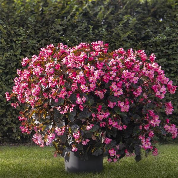 Begonia Stonehedge Rose Bronze Leaf - Container