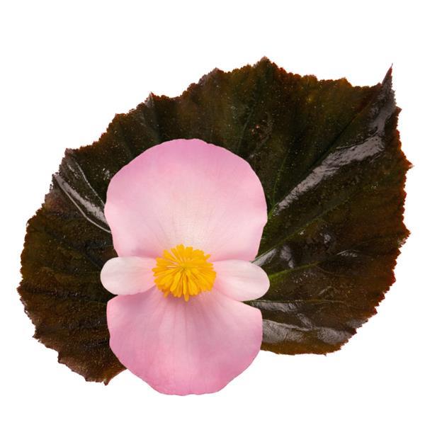 Begonia Stonehedge Light Pink Bronze Leaf - Bloom