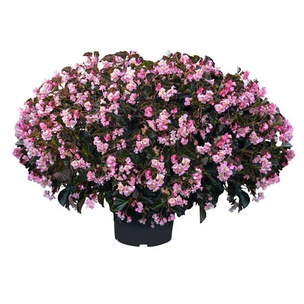 Begonia Stonehedge Light Pink Bronze Leaf - Container