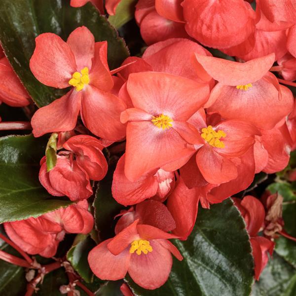 Begonia Surefire Cascade Red - Bloom