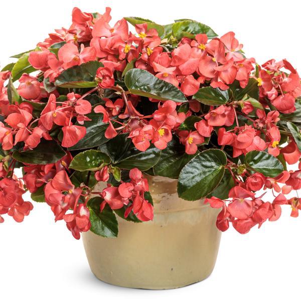 Begonia Surefire Cascade Red - Container