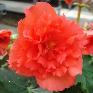 Begonia Fire Balls - Bloom