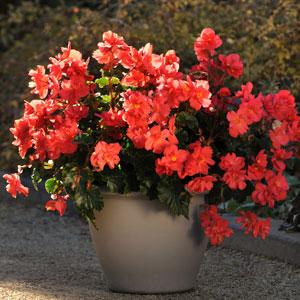 Begonia Other Fire Balls - Container