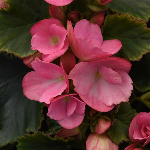 Begonia Vegetative Betulia Candy Pink - Bloom