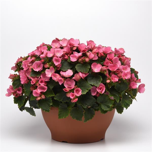 Begonia Vegetative Betulia Candy Pink - Container