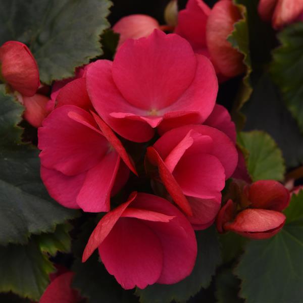 Begonia Vegetative Betulia Bright Pink - Bloom