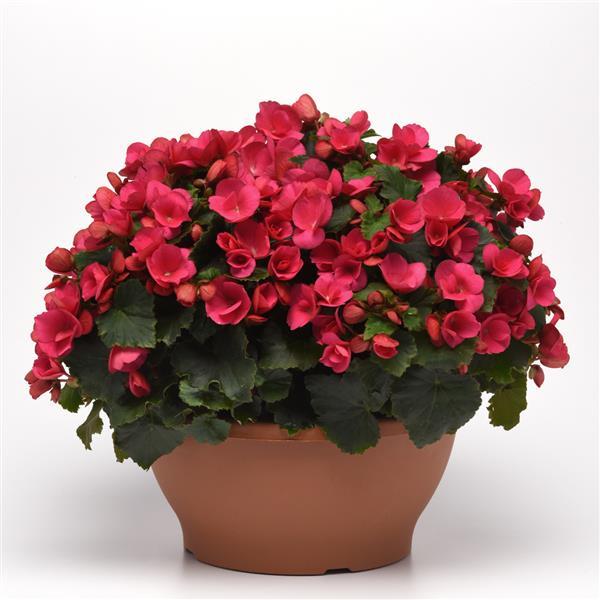 Begonia Vegetative Betulia Bright Pink - Container