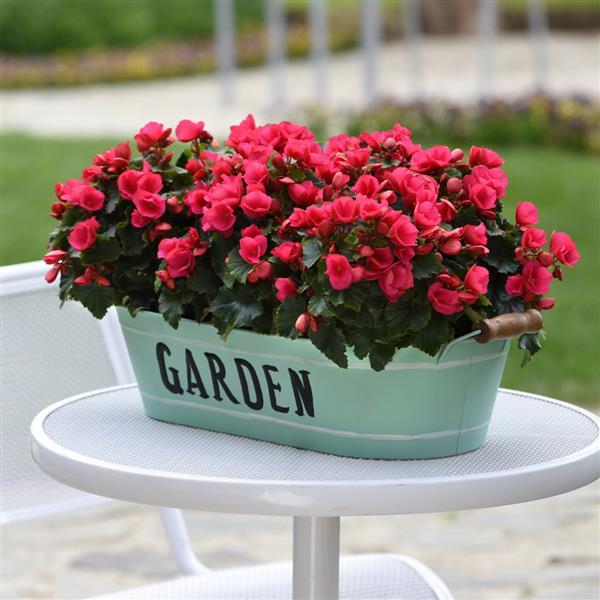 Begonia Vegetative Betulia Bright Pink - Garden