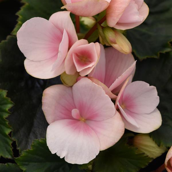 Begonia Vegetative Betulia Light Pink - Bloom