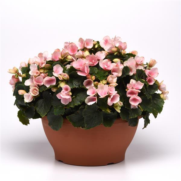 Begonia Vegetative Betulia Light Pink - Container