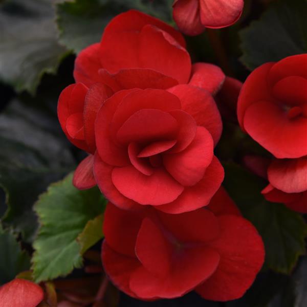 Begonia Vegetative Betulia Red - Bloom