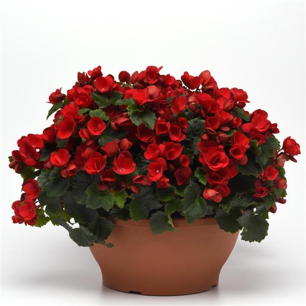 Begonia Vegetative Betulia Red - Container