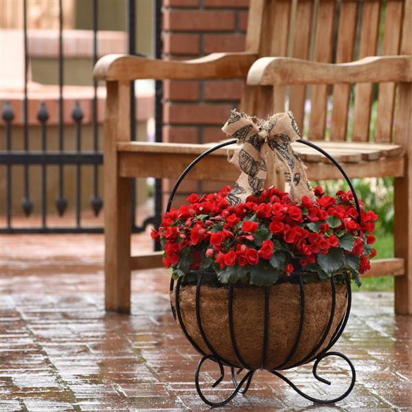 Begonia Vegetative Betulia Red - Garden