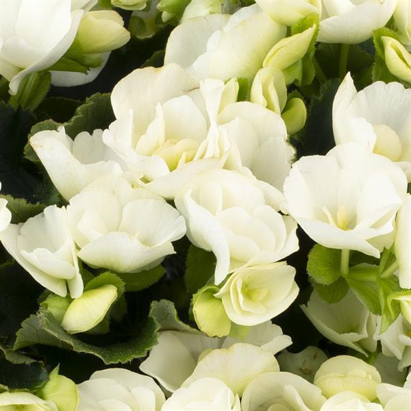 Begonia Vegetative Betulia White - Bloom