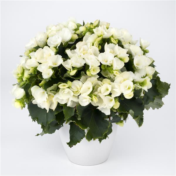 Begonia Vegetative Betulia White - Container