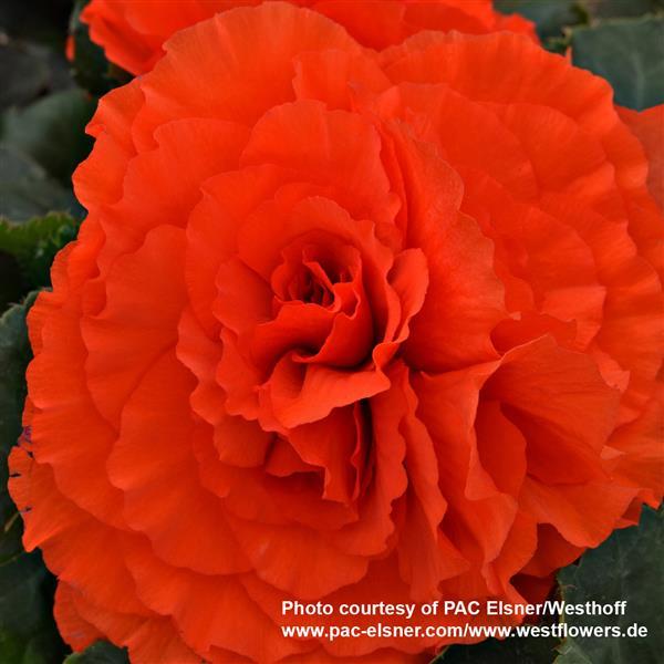 Begonia Prism Brilliant Red - Bloom