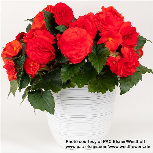 Begonia Prism Brilliant Red - Container