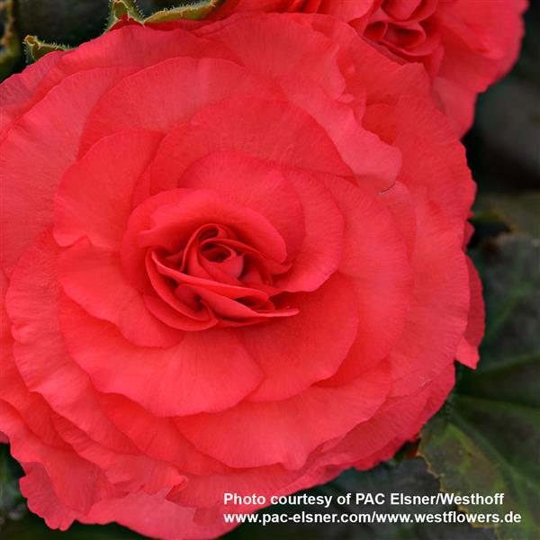 Begonia Prism Crimson - Bloom