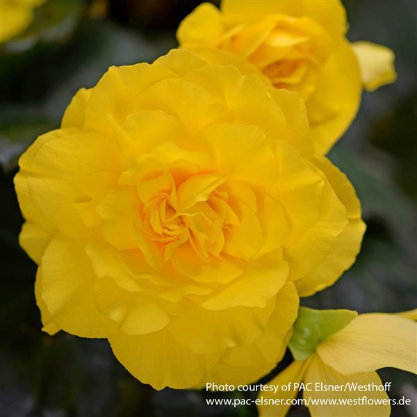 Begonia Prism Lemon Yellow - Bloom