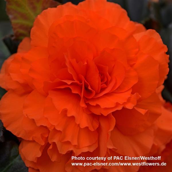 Begonia Prism Orange Shades - Bloom