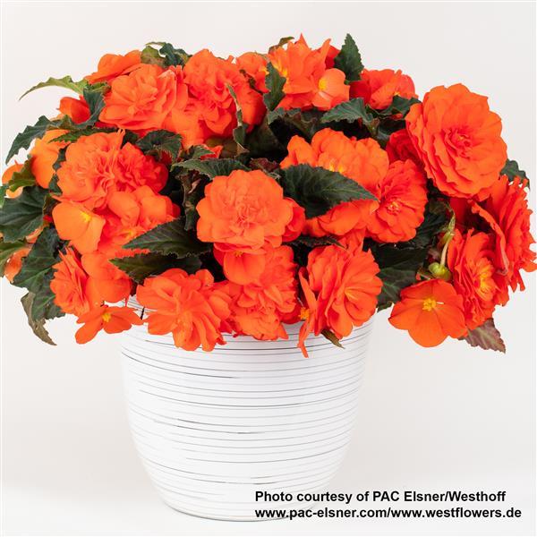 Begonia Prism Orange Shades - Container