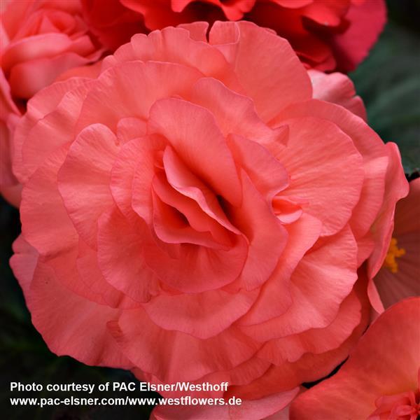 Begonia Prism Dark Rose Shades - Bloom