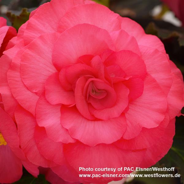 Begonia Prism Rose Shades - Bloom