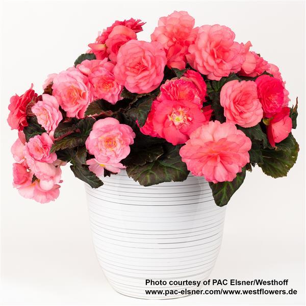 Begonia Prism Rose Shades - Container