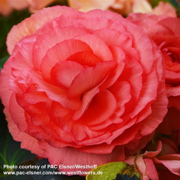 Begonia Prism Salmon Rose - Bloom