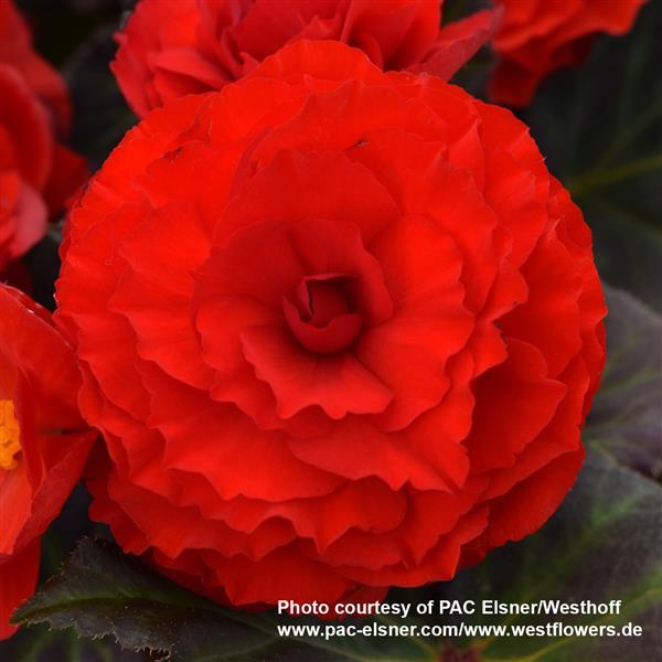 Begonia Prism Scarlet - Bloom