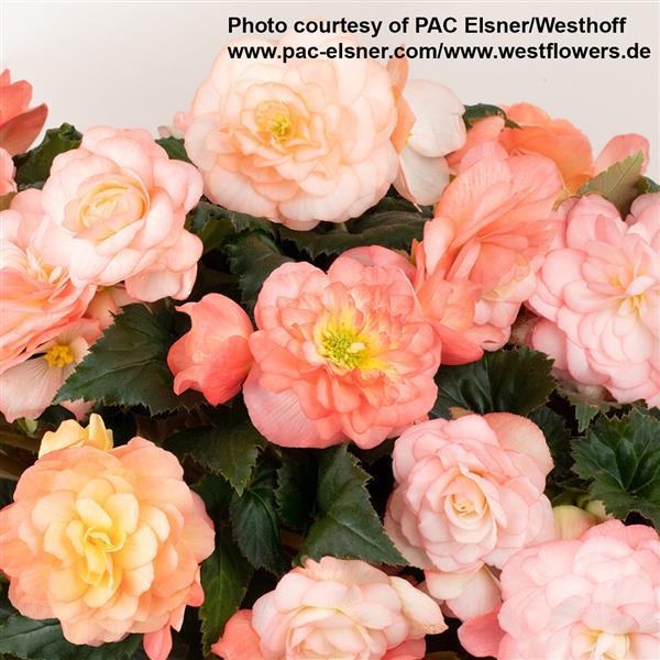 Begonia Prism Sunrise - Bloom