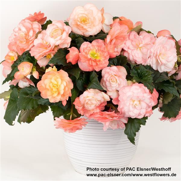 Begonia Prism Sunrise - Container