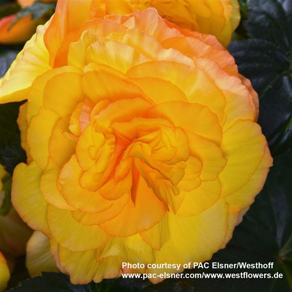 Begonia Prism Sunset - Bloom
