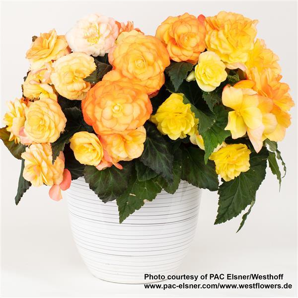 Begonia Prism Sunset - Container