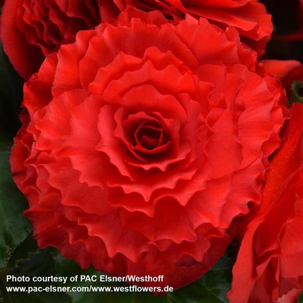 Begonia Prism Velvet Red - Bloom