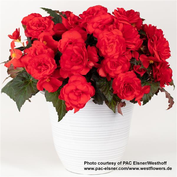 Begonia Prism Velvet Red - Container