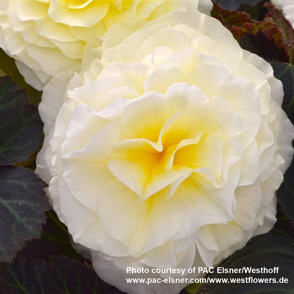 Begonia Prism White - Bloom
