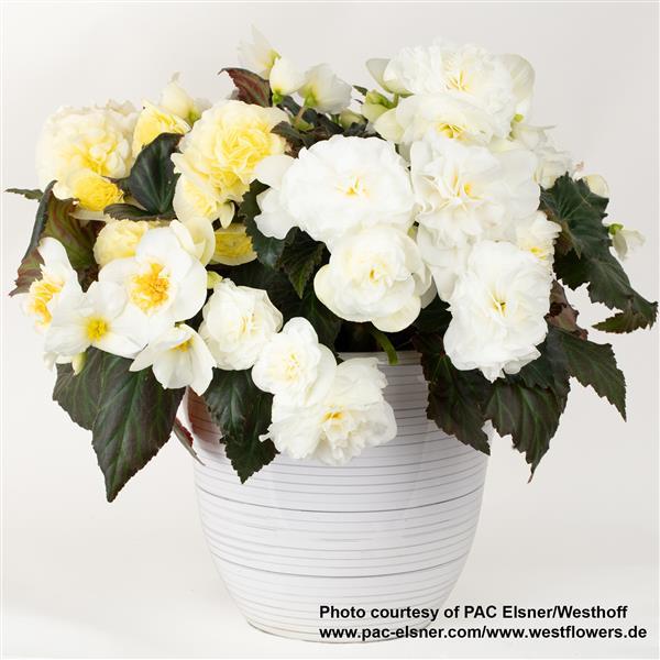 Begonia Prism White - Container