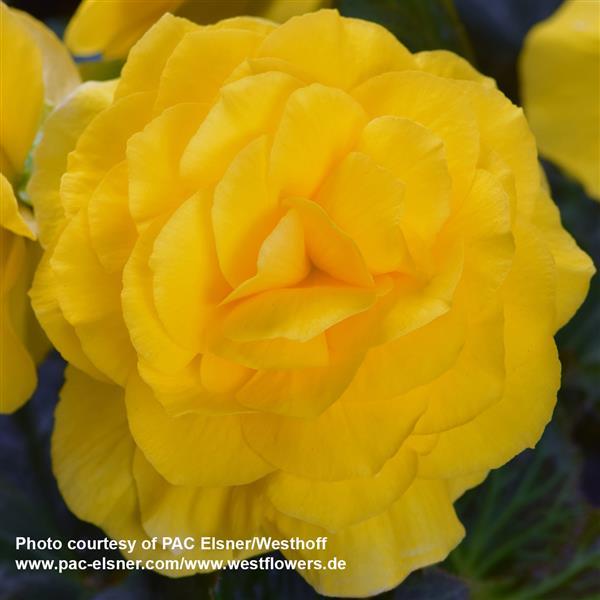 Begonia Prism Yellow - Bloom
