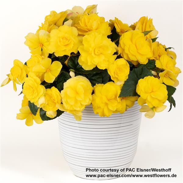 Begonia Prism Yellow - Container