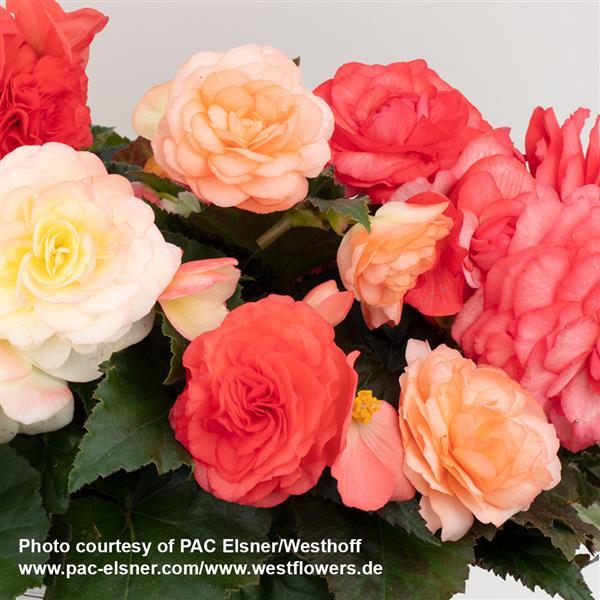 Begonia Prism Pink Pastel Mix - Bloom