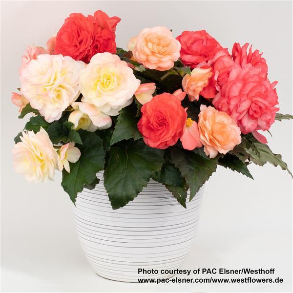 Begonia Prism Pink Pastel Mix - Container