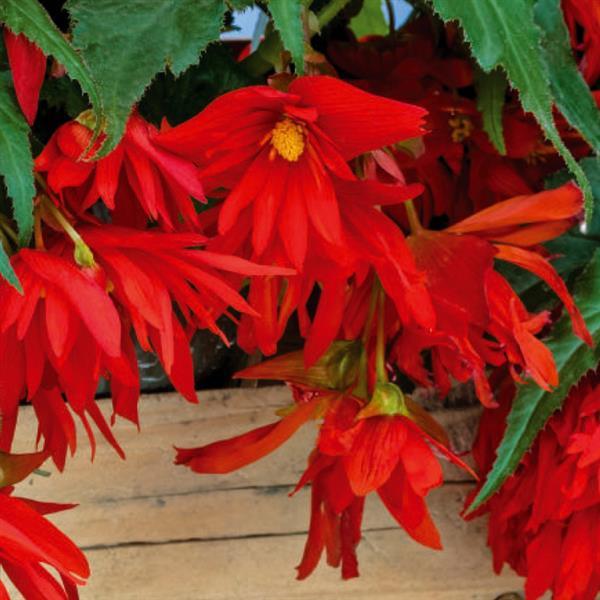Begonia Funky Orange - Bloom