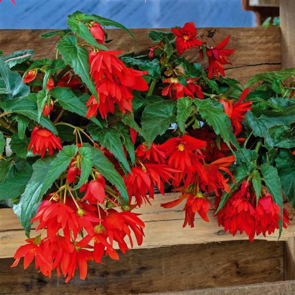 Begonia Funky Orange - Container