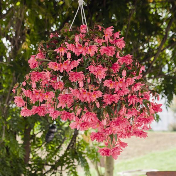 Begonia Funky Pink - Basket