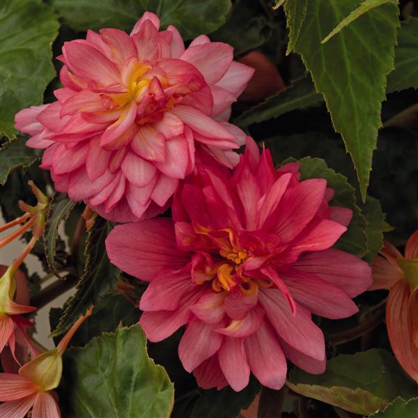 Begonia Funky Pink - Bloom
